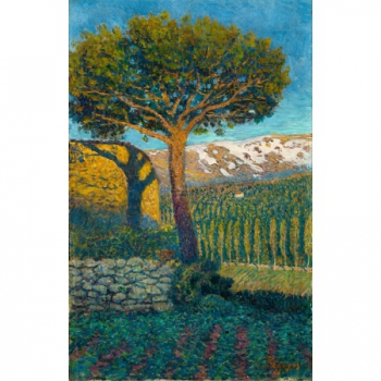 El pino de Béjar